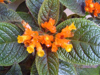 Wax Flowers